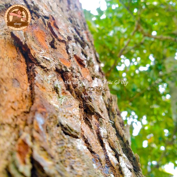 Phân loại các dòng gỗ gụ hiện nay