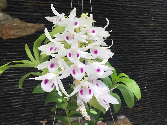 Top 7 Lý do nên chọn hoa Lan Phi Điệp để ghép