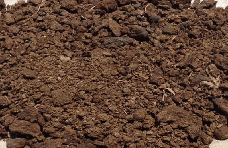 Phân Bò Hoai Mục (phân bò khô), công thức tuyệt vời để cải tạo đất