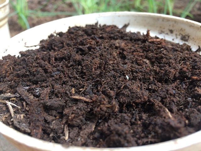 Mách bạn thời điểm bón phân bò lý tưởng nhất?