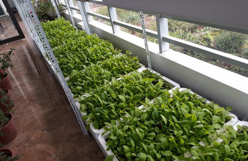 3 lý do bạn nên chọn phân trùn quế trồng rau sạch tại nhà!