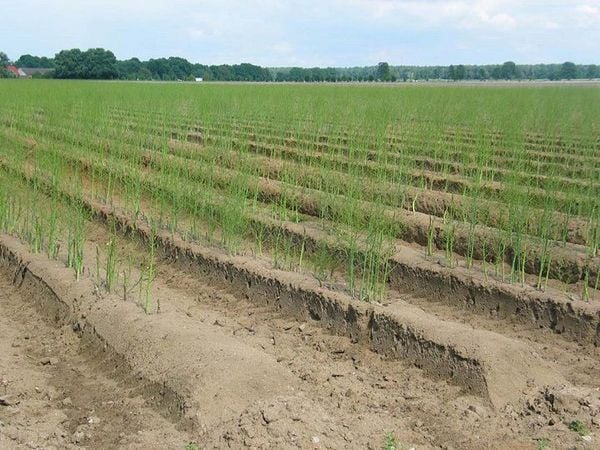 đất cát - Loại đất nhẹ và ấm phù hợp với nhiều loại cây trồng