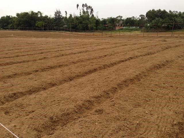 đất cát - Loại đất nhẹ và ấm phù hợp với nhiều loại cây trồng