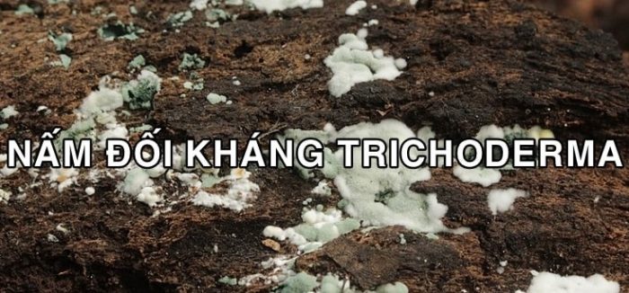 Nấm Trichoderma loại nào tốt