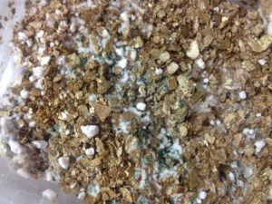 Nấm Trichoderma loại nào tốt