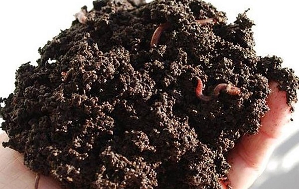 Cách tạo nên phân trùn quế