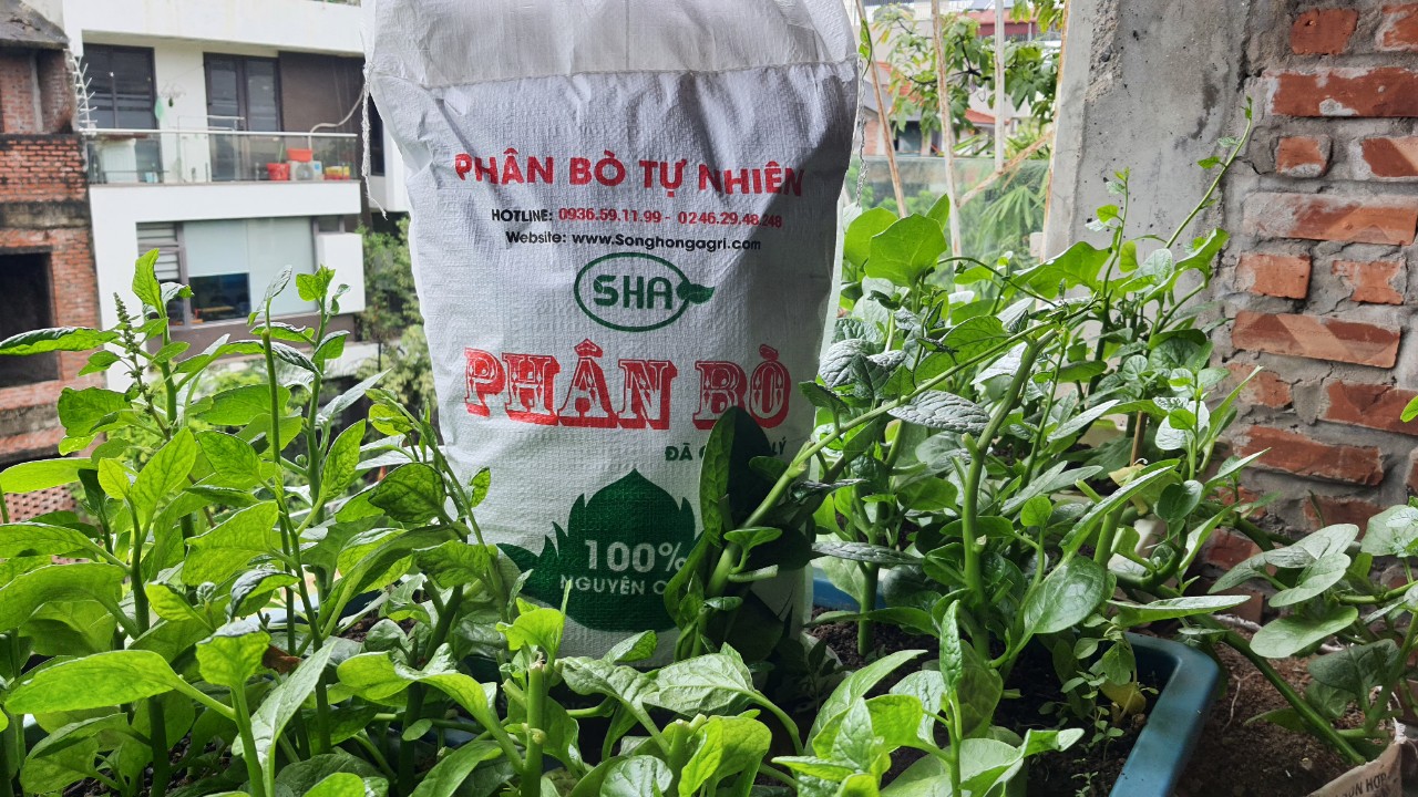 Phân Bò Khô Trồng Rau sạch Tại nhà là quá lý tưởng.