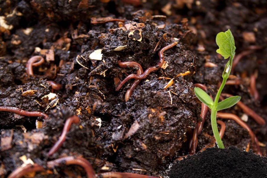 Nguồn gốc của phân trùn quế: Có phải phân trùn quế được làm 100% từ chất thải của trùn quế?