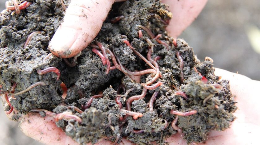 Nguồn gốc của phân trùn quế: Có phải phân trùn quế được làm 100% từ chất thải của trùn quế?