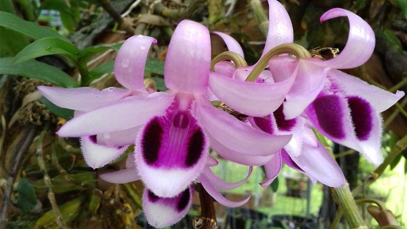 Top 7 Lý do nên chọn hoa Lan Phi Điệp để ghép