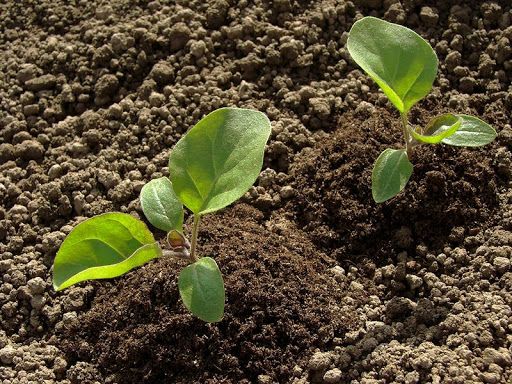 Trồng rau thì nên mua đất nào? Có cần trộn thêm gì không hay chỉ cần mua đất về là trồng được?