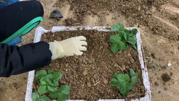 Đất thịt loại đất lý tưởng cho Nông Nghiệp