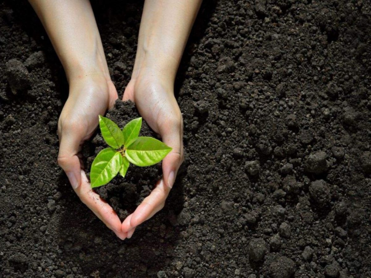 Phân trùn quế Sông Hồng – 4 lý do bạn nên mua!