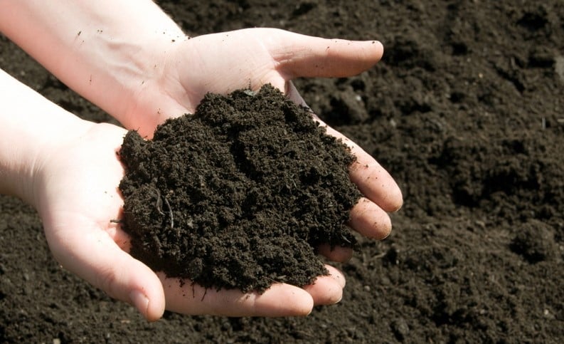 Phân trùn quế Sông Hồng – 4 lý do bạn nên mua!