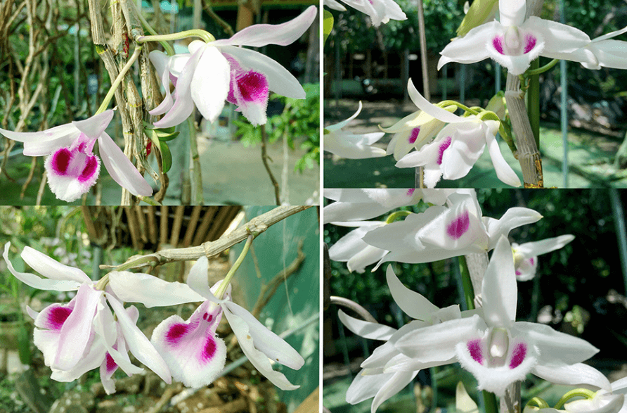 Top 7 Lý do nên chọn hoa Lan Phi Điệp để ghép