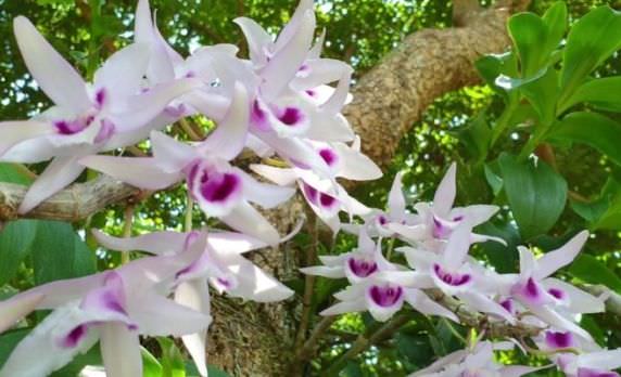 Top 7 Lý do nên chọn hoa Lan Phi Điệp để ghép