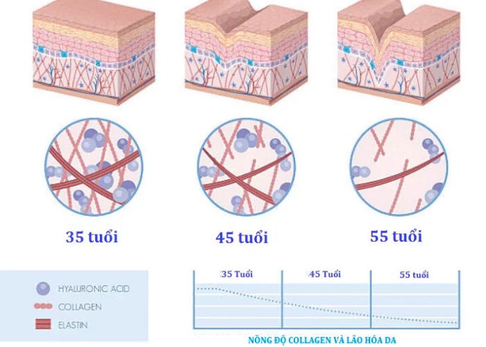 collagen có thể giúp ta trẻ mãi không già