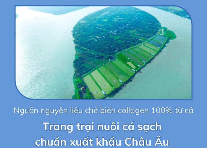 collagen từ da cá basa