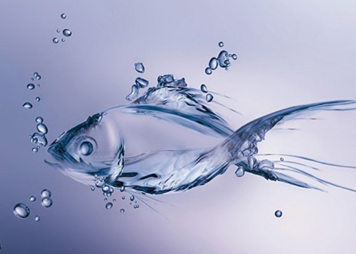 collagen chiết xuất từ da cá