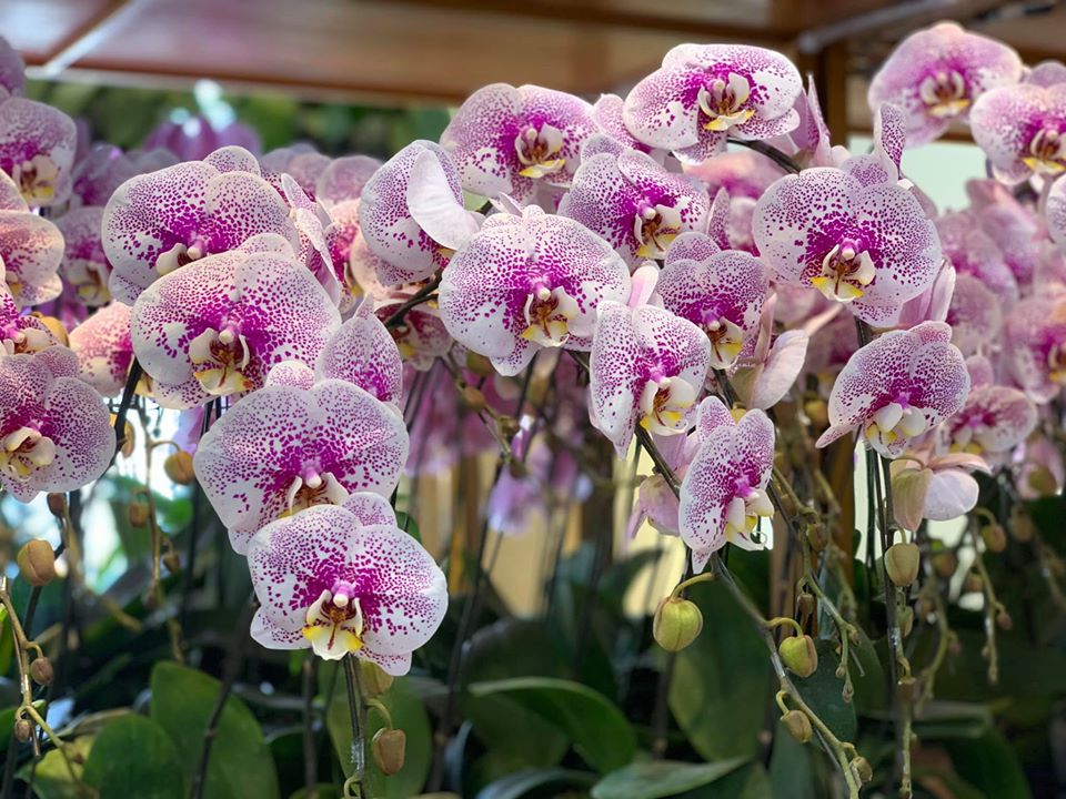 Cành hoa lan hồ điệp đà lạt
