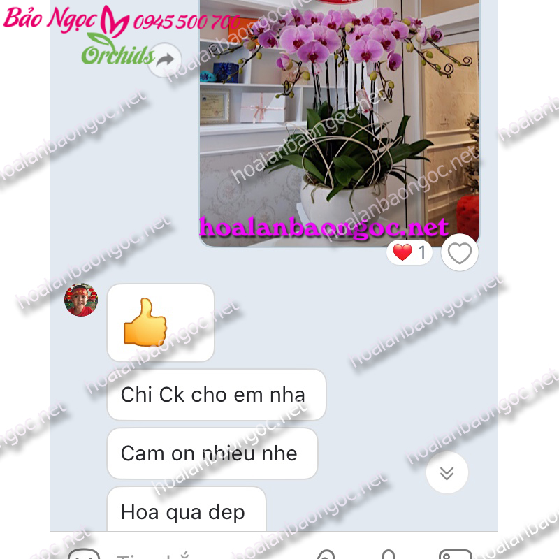 Chậu hoa phong lan hồng mừng khai trương