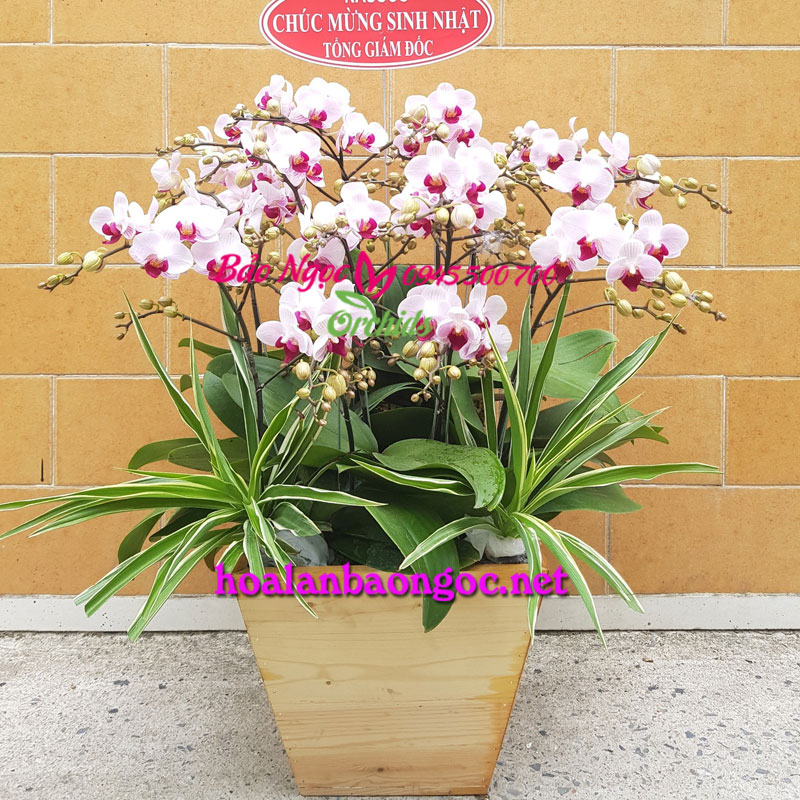 Chậu hoa lan mini trắng phớt hồng