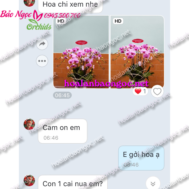 Chậu lan hồ điệp hồng của Hoa Lan Bảo Ngọc