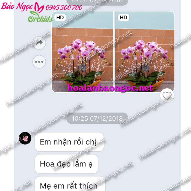 Chậu hoa lan thuyền gỗ trang trí tết 2019