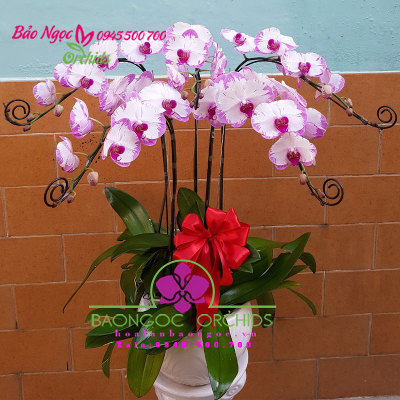 Chậu hoa lan hồ điệp hồng mừng sinh nhật Sếp