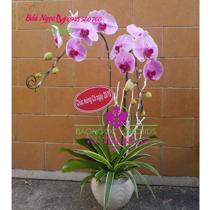 Chậu hoa lan hồ điệp hồng mừng ngày phụ nữ Việt Nam 20/10