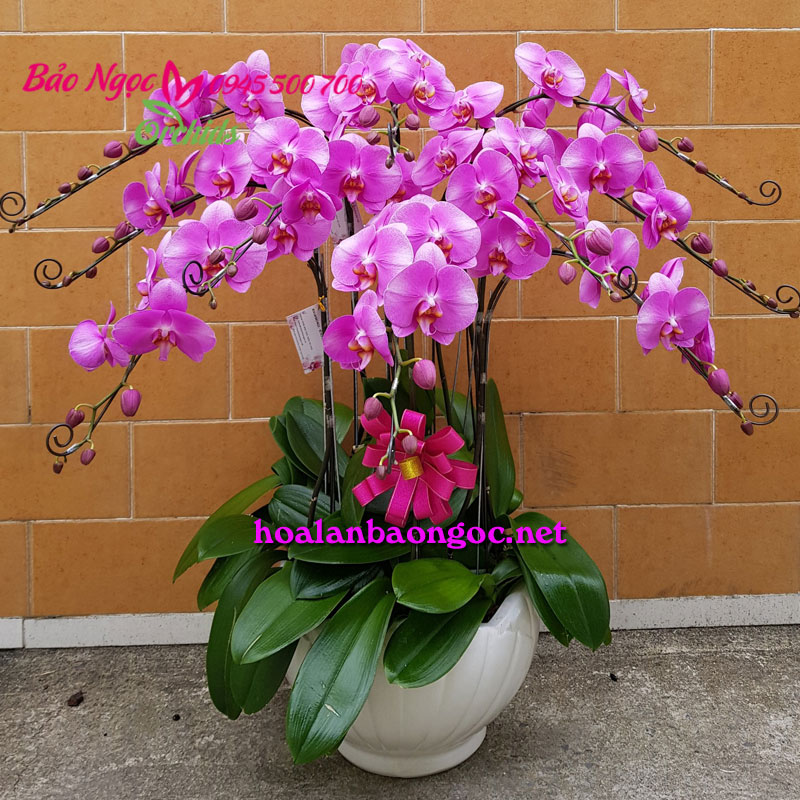 Hoa phong lan Hồng