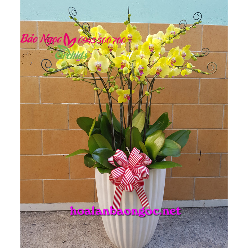 Chậu lan hồ điệp vàng mừng Tân Gia
