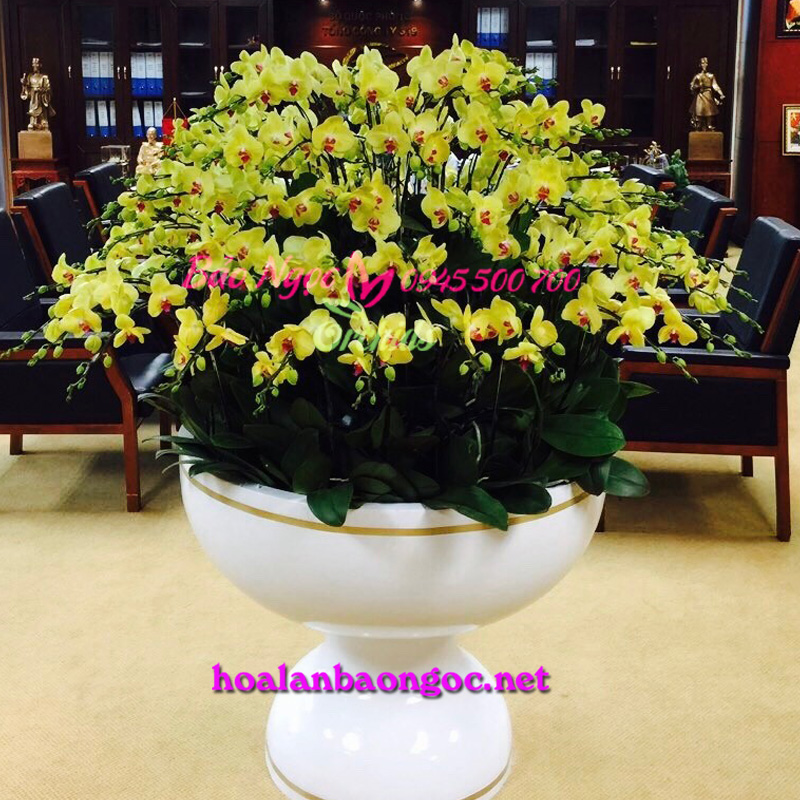 Chậu lan hồ điệp vàng khủng chúc tết 2019