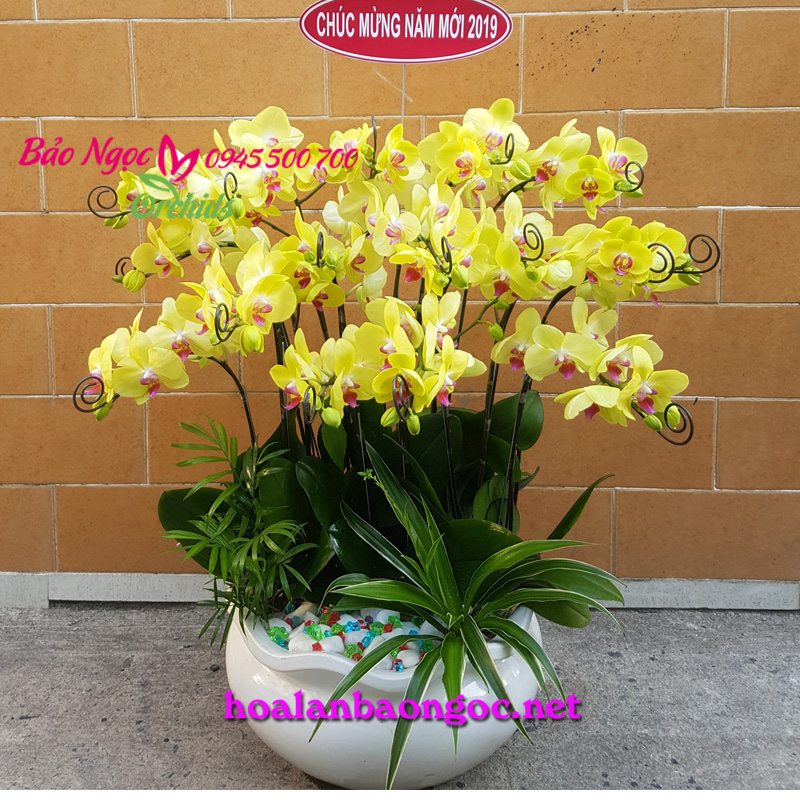 Chậu lan hồ điệp vàng chúc Tết 2019