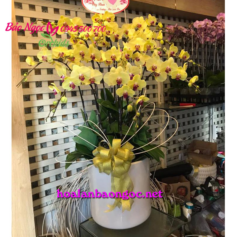 Chậu hoa phong lan vàng chúc mừng ngày 8-3 gởi đến Chợ Bến Thành Quận 1
