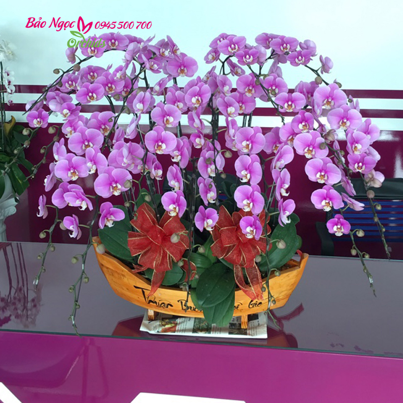 Chậu lan hồ điệp Hồng
