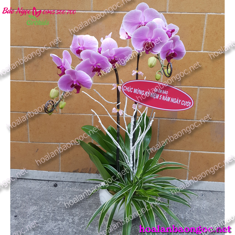 Chậu hoa lan hồ điệp hồng chúc mừng ngày cưới đến anh chị