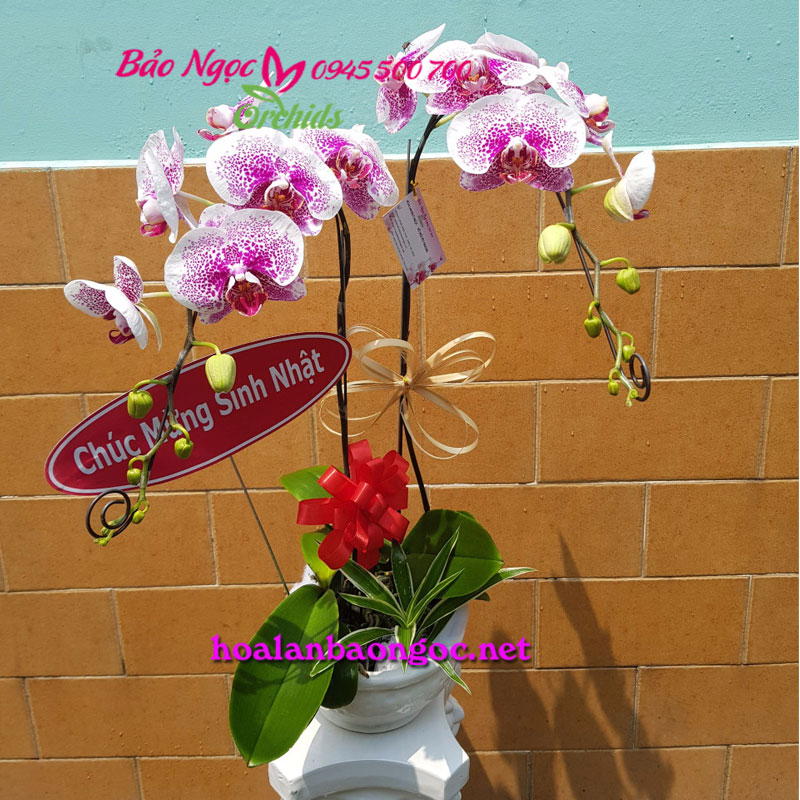 Vẻ đẹp dịu dàng của chậu lan hồ điệp hồng