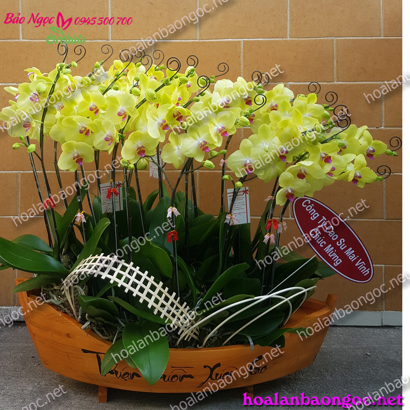 Chậu phong lan vàng thuyền gỗ thuận buồm xuôi gió - hoa lan vàng