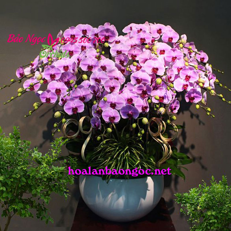 Quà tặng sinh nhật chậu lan hồ điệp hồng