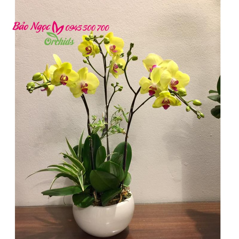 Chậu hoa lan vàng nhỏ xinh trang trí bàn khách