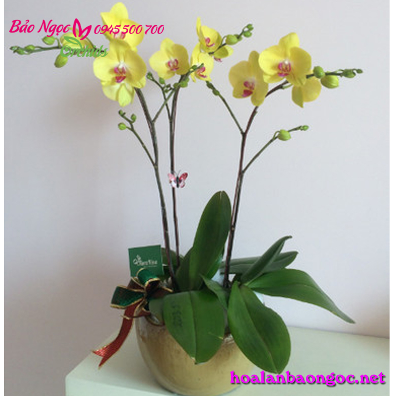 Chậu lan hồ điệp tặng sếp mừng ngày 20/10