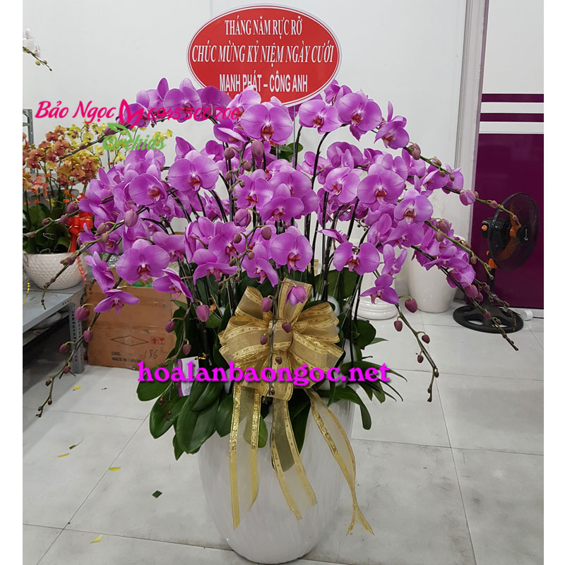 Chậu hoa lan hồng mừng kỉ niệm ngày cưới