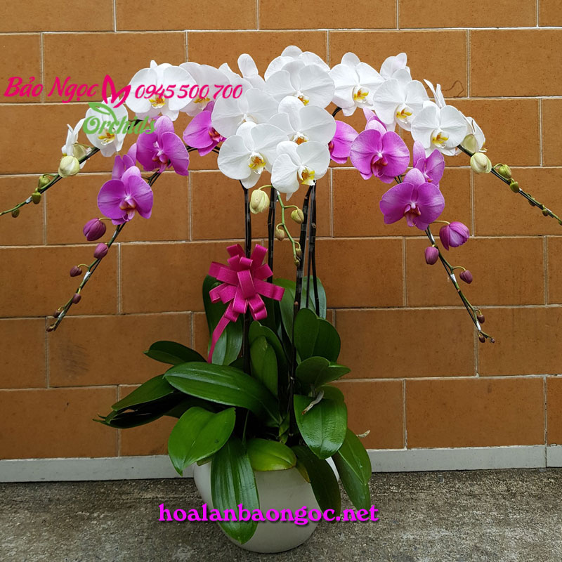 Chậu lan hồ điệp dâng phật