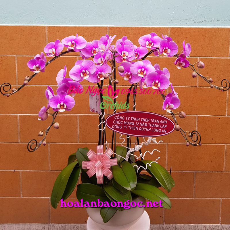 Chậu hoa lan hồ điệp hồng