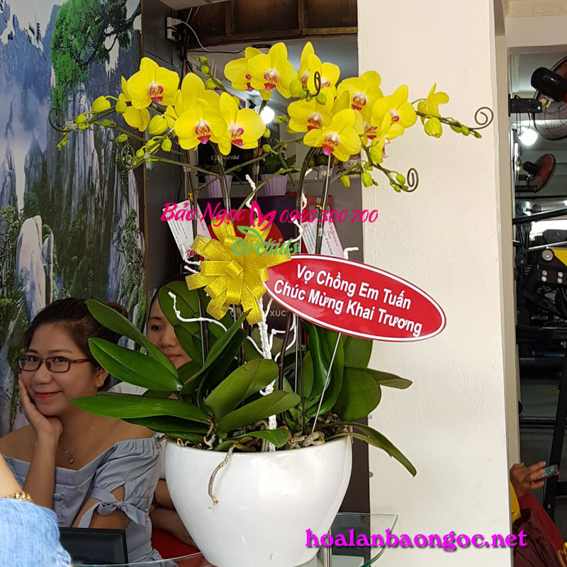 Chậu hoa lan hồ điệp vàng