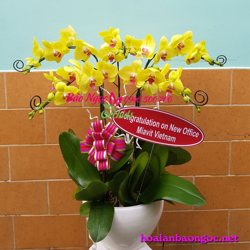 Chậu hoa lan hồ điệp vàng mừng văn phòng mới