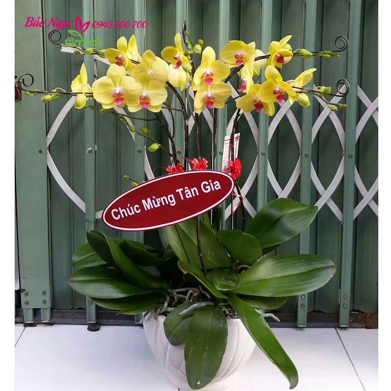 chau lan ho diep 5 canh vang