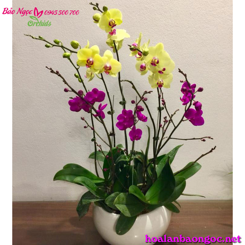 Chậu lan hồ điệp tặng mẹ ngày PNVN ở CMT8 quận 3 Sài Gòn