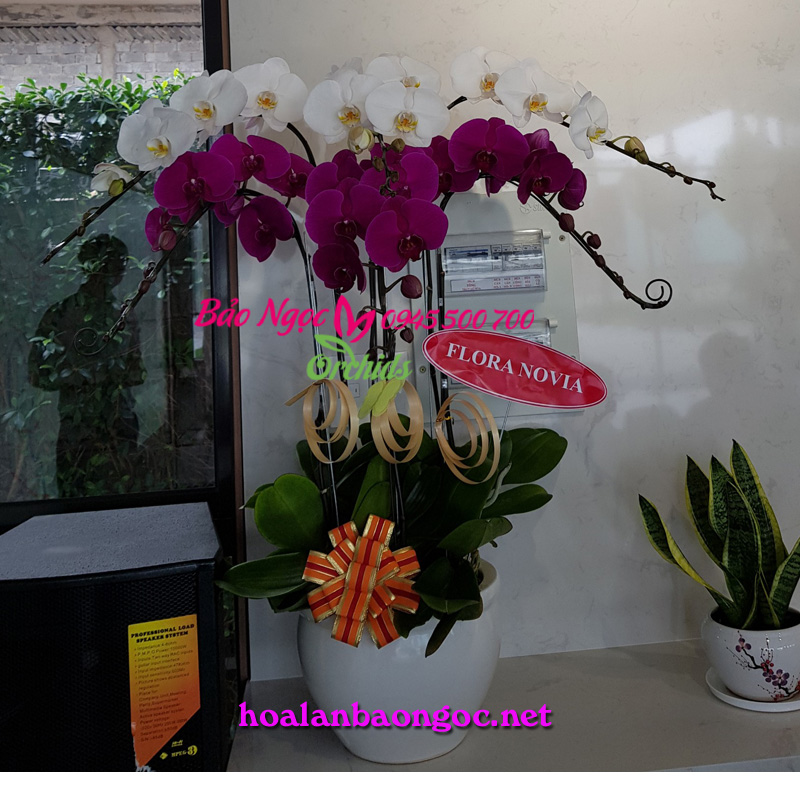 Chậu hoa lan văn phòng trắng tím